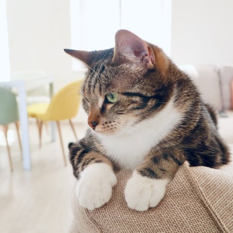 Kitten Playing, Games and Exercise